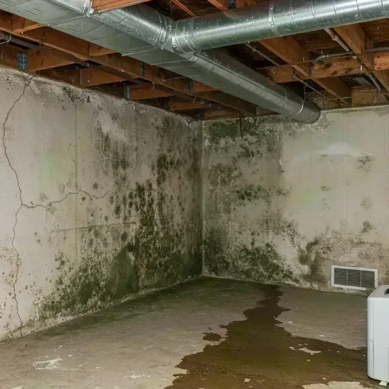 Professional Mold Removal in Edgewater, IL